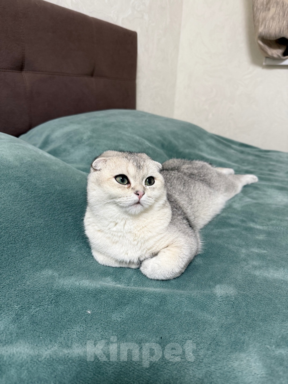 Кошки в Котельнике: Шотландский вислоухий кот вязка Мальчик, Бесплатно - фото 3