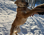 Собаки в Звенигороде: Рыжий пес Лис ищет дом  Мальчик, 1 руб. - фото 5