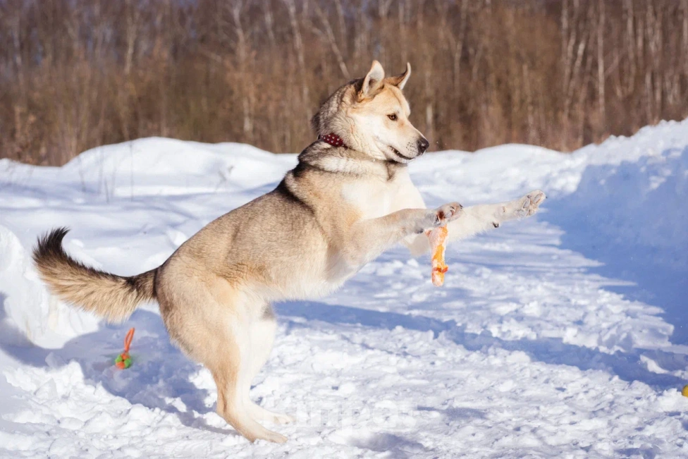 Собаки в Москве: Брюс очень хочет домой Мальчик, Бесплатно - фото 2