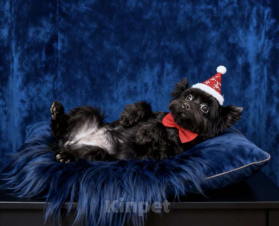 Собаки в Москве: Взрослый йорк крупная девочка горький шоколад Девочка, 45 000 руб. - фото 9