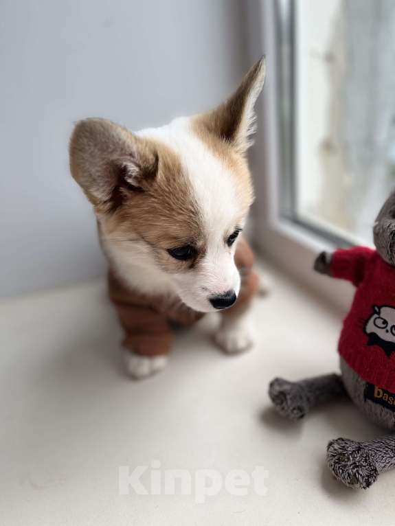 Собаки в Дзержинске: Щенок корги  Девочка, 35 000 руб. - фото 7