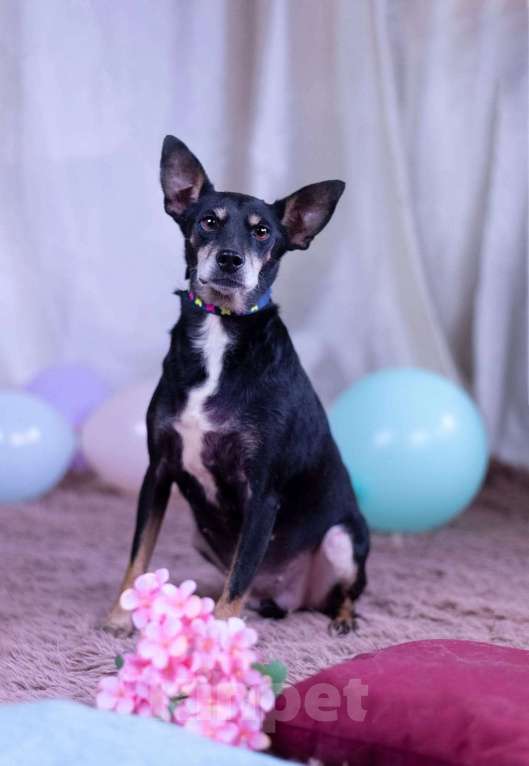 Собаки в Москве: Той терьер метис в дар Девочка, Бесплатно - фото 8