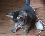 Кошки в Егорьевске: Замечательному котенку-котику очень нужен дом Мальчик, Бесплатно - фото 8