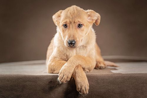 Молли — ласковая красавица станет вашим личным антистрессом