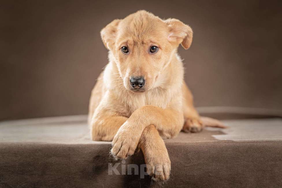 Собаки в Клине: Молли — ласковая красавица станет вашим личным антистрессом Девочка, Бесплатно - фото 1