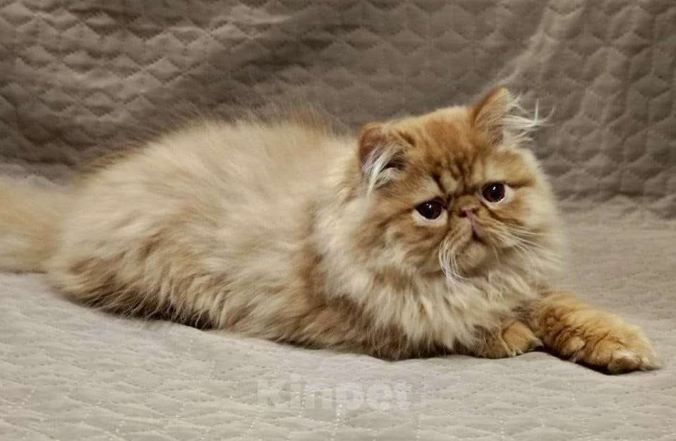 Кошки в Сургуте: Котёнок Персидский, рыжий, 3 месяца. Мальчик, 45 000 руб. - фото 2