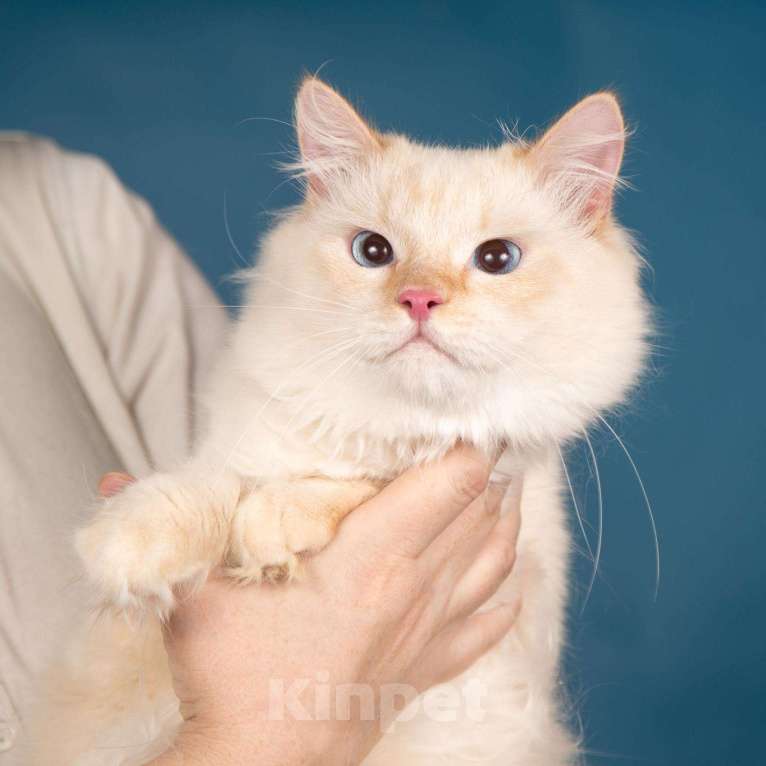 Кошки в Москве: Очаровательный голубоглазвый котик Рональд, 1 год, 300 руб. - фото 1