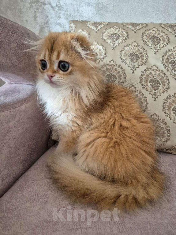 Кошки в Долгопрудном: Мальчик Мальчик, 230 000 руб. - фото 2