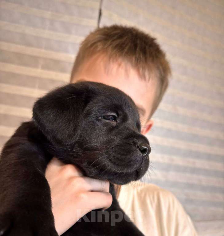 Собаки в Балашихе: Щенки лабрадора Мальчик, 100 000 руб. - фото 2