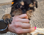 Собаки в Южном-Сахалинске: Бельгийский гриффон девочка Девочка, 45 000 руб. - фото 2