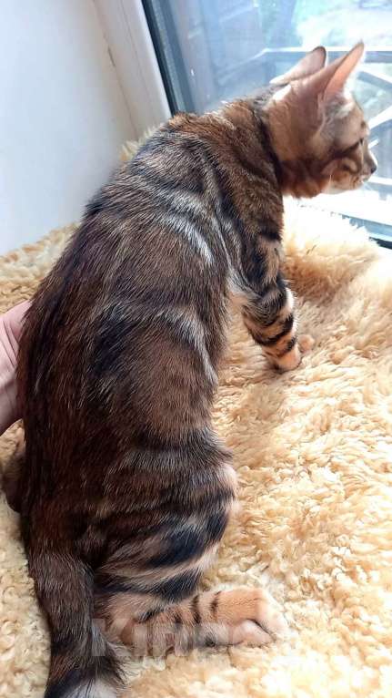 Кошки в Москве: Бенгальский мальчик Мальчик, 30 000 руб. - фото 4