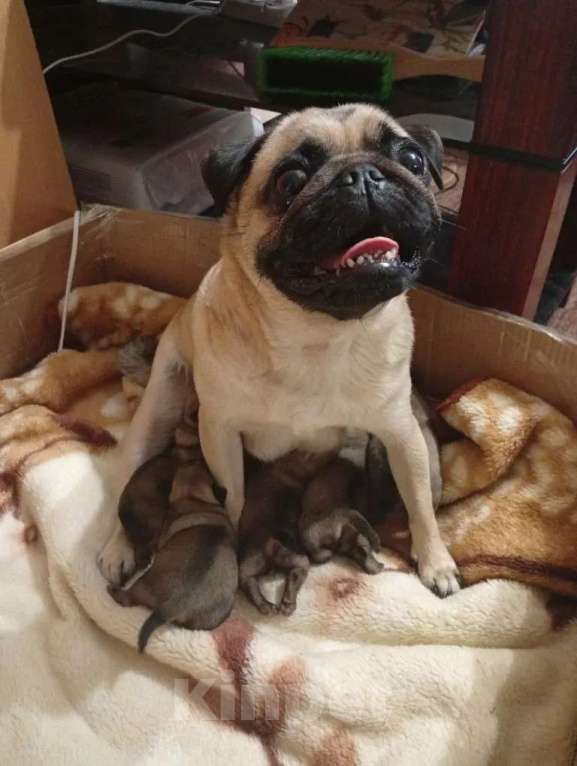 Собаки в Волгограде: Шенки мопс  Девочка, 25 000 руб. - фото 3