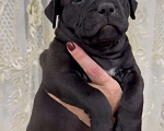 Собаки в Краснодаре: Черная девочка Девочка, 100 000 руб. - фото 1