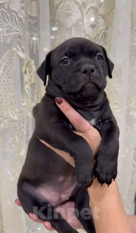 Собаки в Краснодаре: Черная девочка Девочка, 100 000 руб. - фото 1