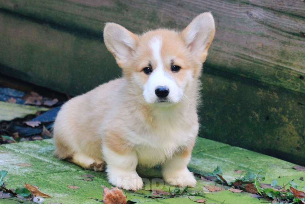 Собаки в Москве: Аманси Буги-вуги Мальчик, 75 000 руб. - фото 9