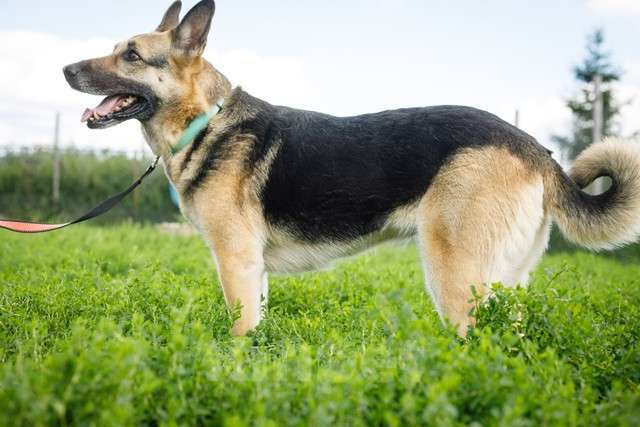 Собаки в Москве: Взрослая восточно-европейская овчарка Тайга в добрые руки Девочка, Бесплатно - фото 2