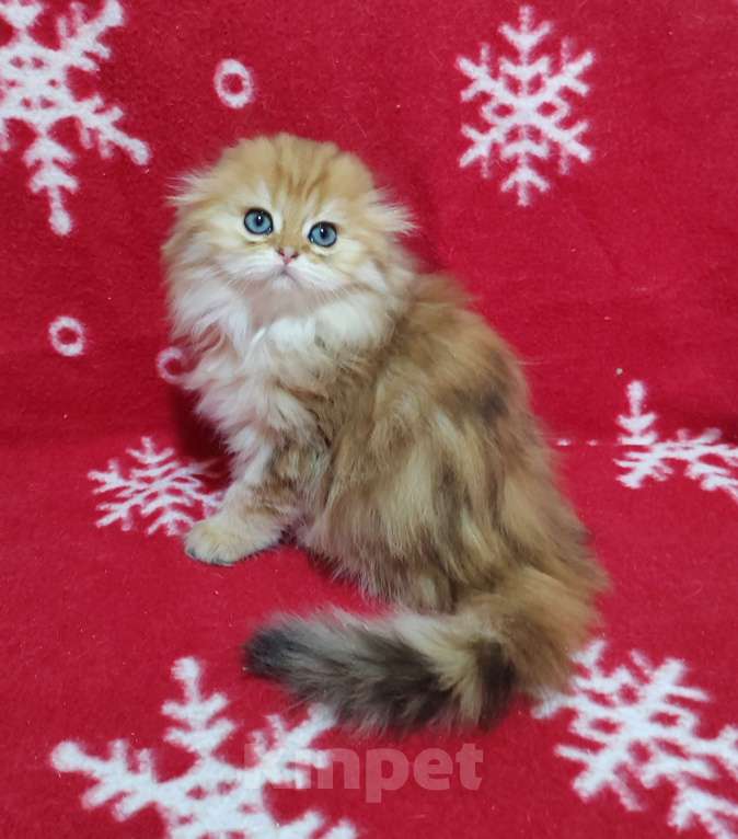 Кошки в Москве: Золотая мраморная кошечка хайленд Девочка, 40 000 руб. - фото 8