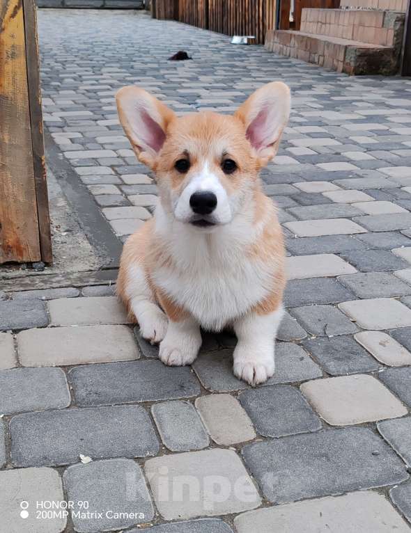 Собаки в Симферополе: Щенок корги Мальчик, 60 000 руб. - фото 6