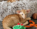 Кошки в Подольске: Чудесные ориентальные малыши Мальчик, 90 000 руб. - фото 5