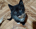 Кошки в Евпатории: Отдам кошечек в добрые руки Девочка, Бесплатно - фото 2