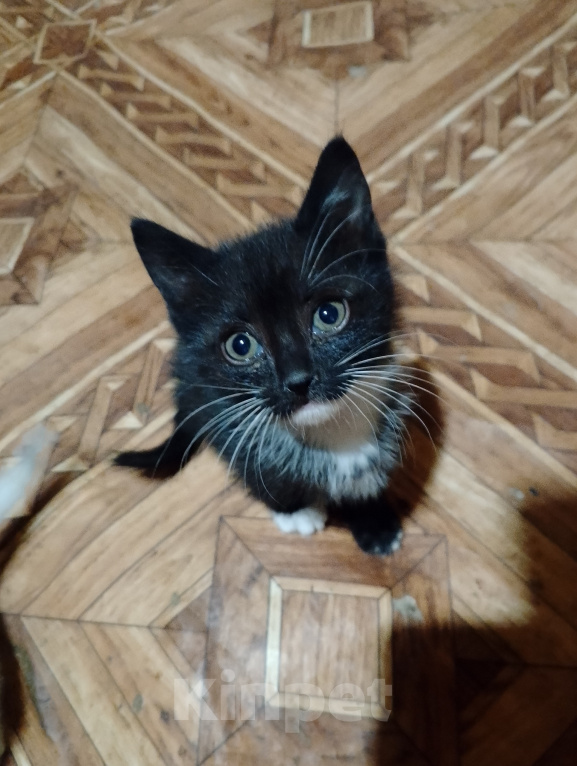 Кошки в Евпатории: Отдам кошечек в добрые руки Девочка, Бесплатно - фото 2