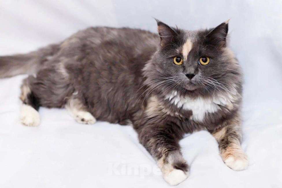 Кошки в Москве: Пушистая кошечка Таис ищет семью, в добрые руки Девочка, Бесплатно - фото 3