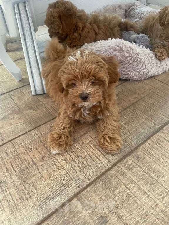 Собаки в Москве: Щенки Мальтипу F2 Девочка, Бесплатно - фото 2