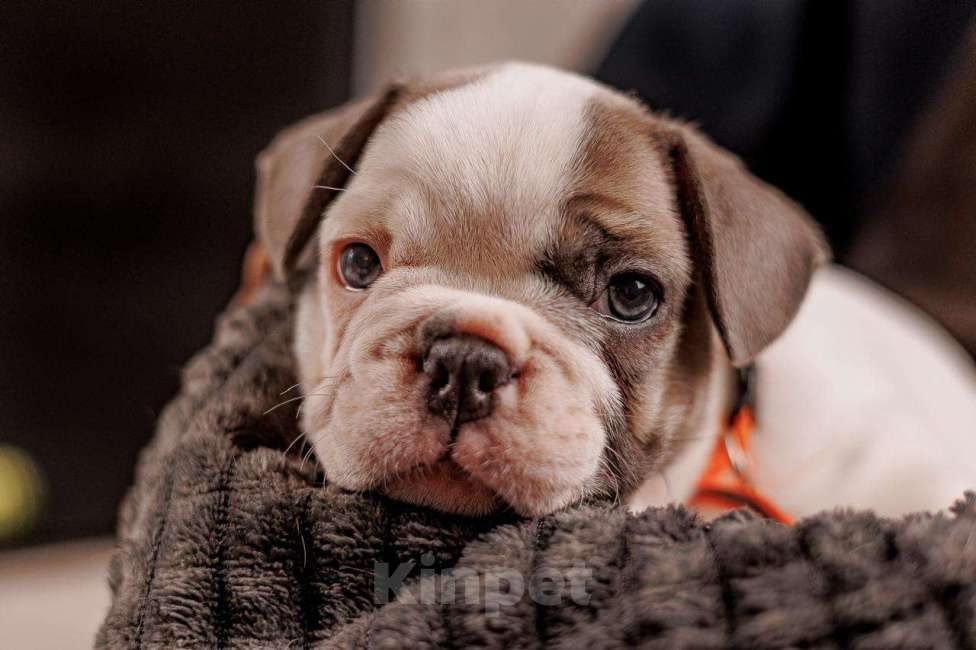 Собаки в Шахте: Французский круасан  Мальчик, 75 000 руб. - фото 10