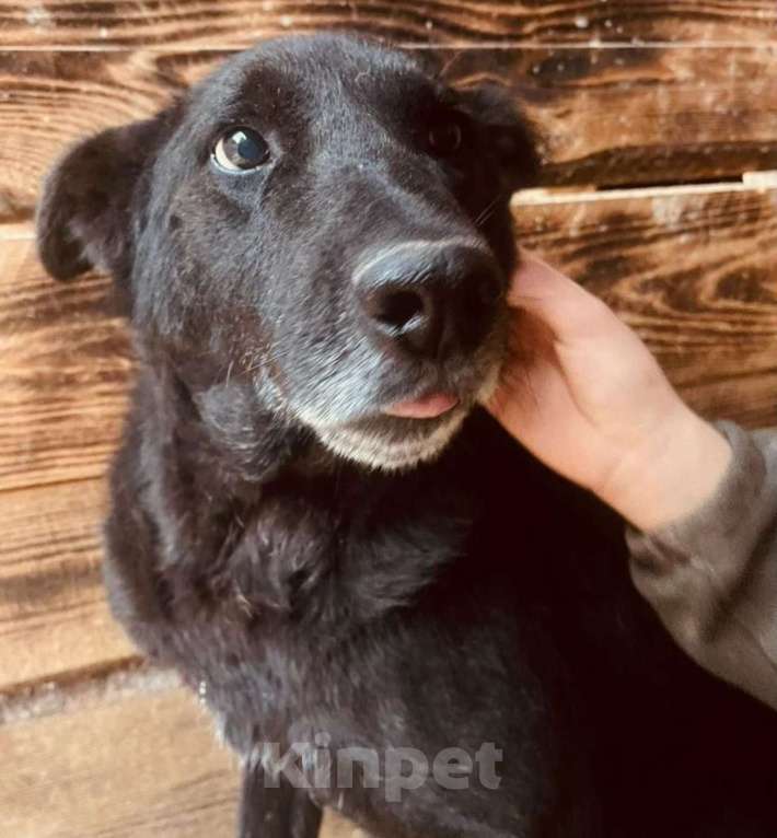 Собаки в других городах Владимирской области: Мудрый Джек в добрые ручки! Мальчик, Бесплатно - фото 2