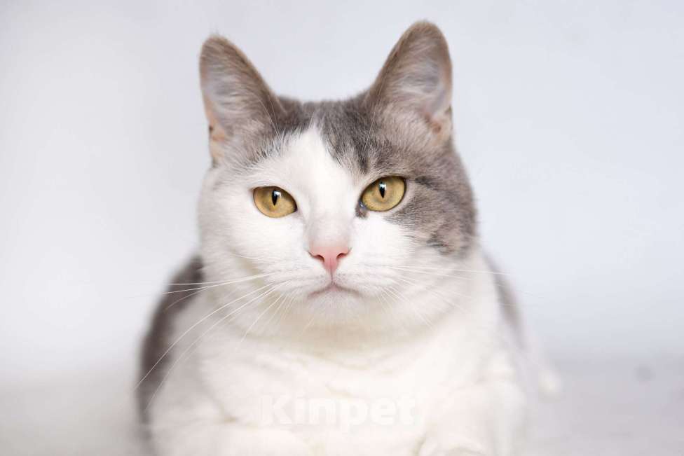 Кошки в Москве: Молодая шотландская кошечка Лиза ищет дом Девочка, Бесплатно - фото 6