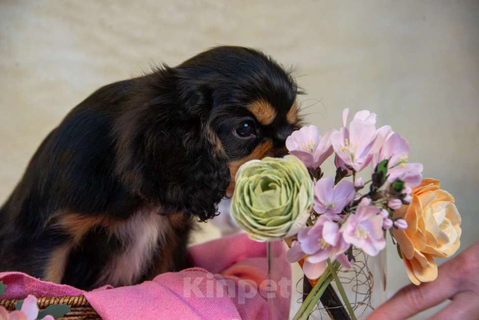 Собаки в Электростали: Черно-подпалый щенок кавалера Мальчик, 90 000 руб. - фото 2