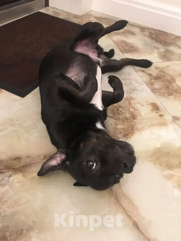 Собаки в Краснодаре: Отдам в добрые руки собачку Мальчик, Бесплатно - фото 3