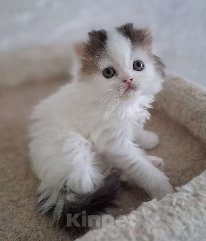 Кошки в Ярославле: Шотландский длинношерстный мальчик Мальчик, 30 000 руб. - фото 2