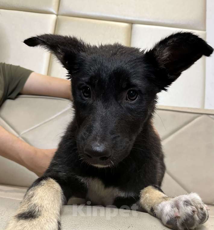 Собаки в Москве: Щенок Дакота в добрые руки бесплатно Девочка, Бесплатно - фото 2