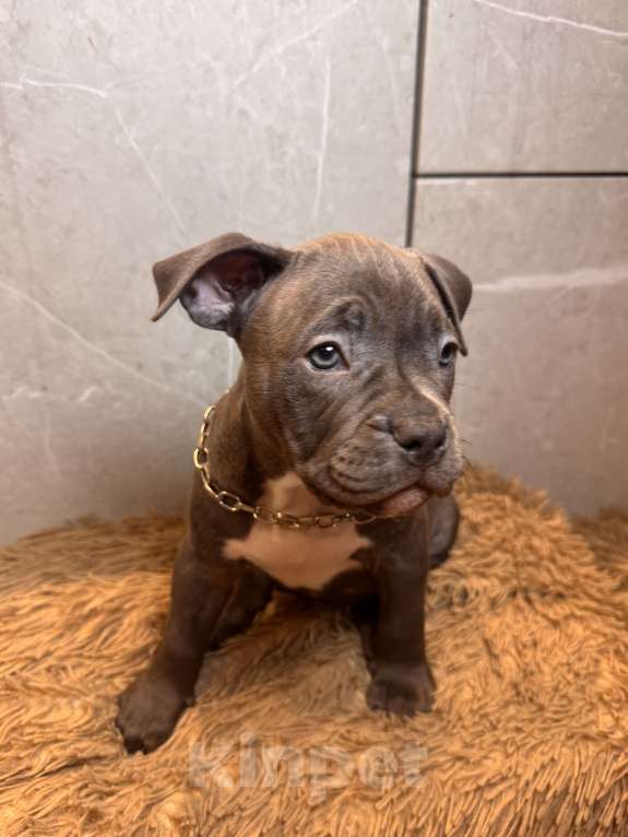 Собаки в Сургуте: Щенки  Мальчик, 45 000 руб. - фото 2