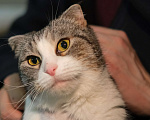 Кошки в Санкт-Петербурге: Кошечка ищет дом Девочка, Бесплатно - фото 1