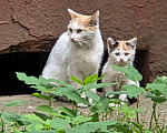 Кошки в Москве: Очередные жертвы реновации: мамы-кошки с котятами в беде    Девочка, Бесплатно - фото 1