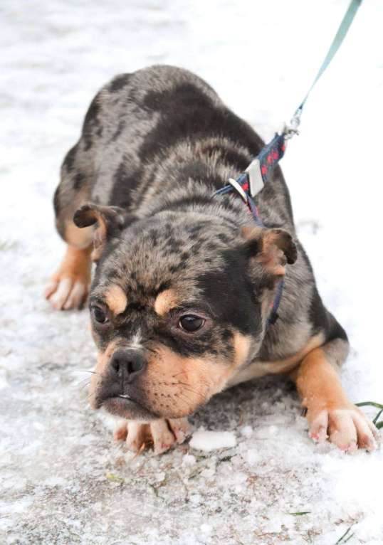 Собаки в Москве: Американский булли в добрые руки  Девочка, Бесплатно - фото 3