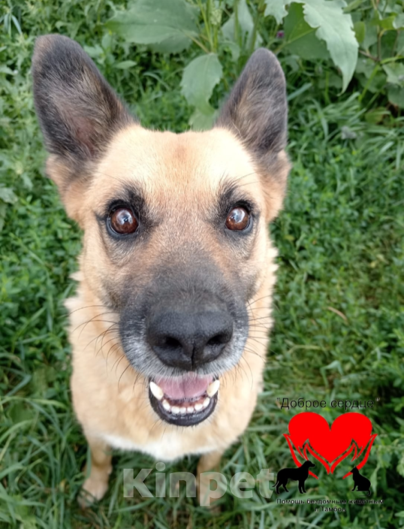 Собаки в Тамбове: Жаклин  Девочка, Бесплатно - фото 4