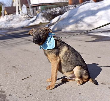 Джой будет вам другом