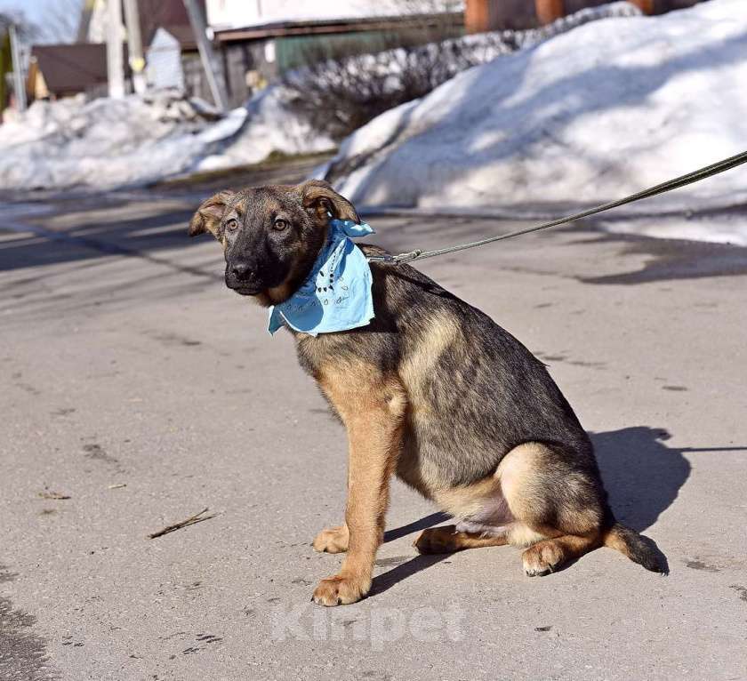 Собаки в Москве: Джой будет вам другом Мальчик, Бесплатно - фото 2