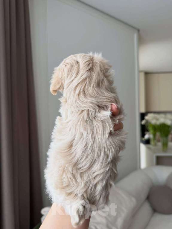 Собаки в Ростове-на-Дону: Мальтипу, щенок Мальчик, 180 000 руб. - фото 3