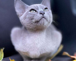 Кошки в Севастополе: Бурманский кот Мальчик, 40 000 руб. - фото 1