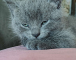 Кошки в Белгороде: Отдаю котяток Мальчик, Бесплатно - фото 1