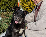 Собаки в Москве: Бордер-колли Айс с разными глазами в дар Мальчик, Бесплатно - фото 1