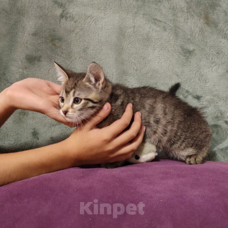 Кошки в Москве: Котенок-мальчик в добрые руки Мальчик, Бесплатно - фото 4