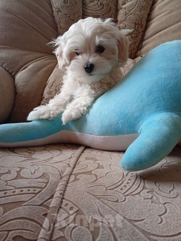 Собаки в Краснодаре: Малыши Мальтипу Ф1 поколение Мальчик, 40 000 руб. - фото 4