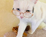 Кошки в Одинцово: Красивый кот с разными глазами ищет дом Мальчик, 10 руб. - фото 3