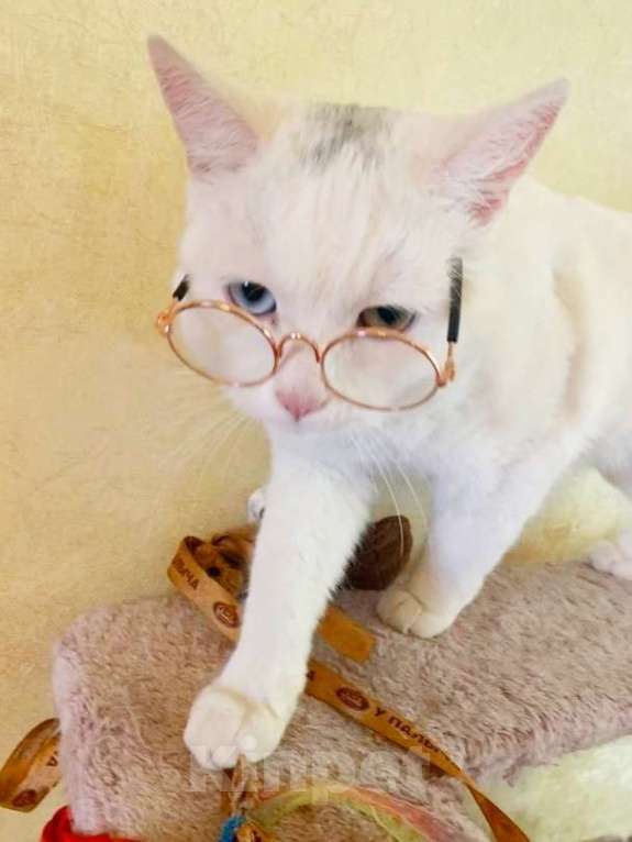 Кошки в Одинцово: Красивый кот с разными глазами ищет дом Мальчик, 10 руб. - фото 3