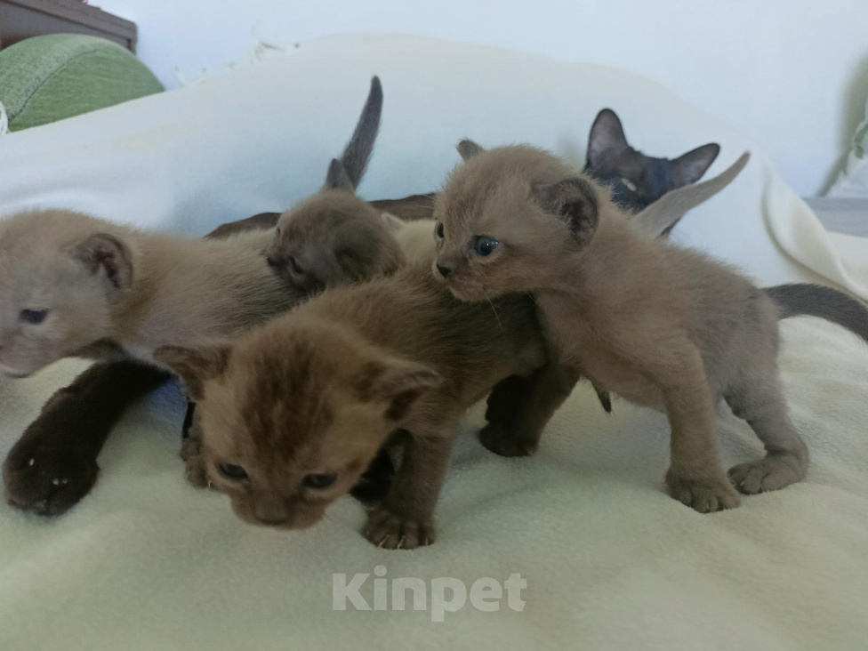 Кошки в Нижнем Новгороде: Котята европейской бурмы Разнополые, Бесплатно - фото 1